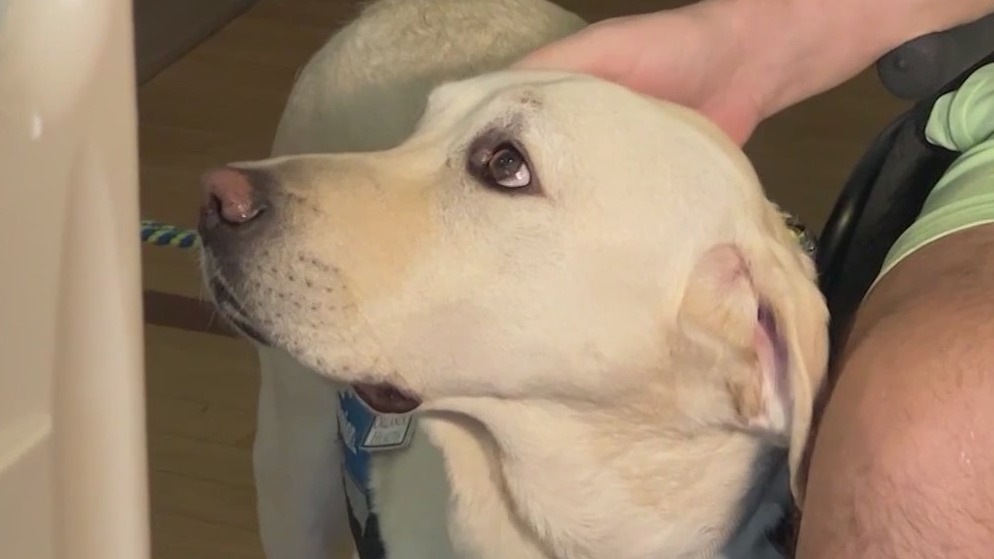 'A friend': How dog therapy is helping patients